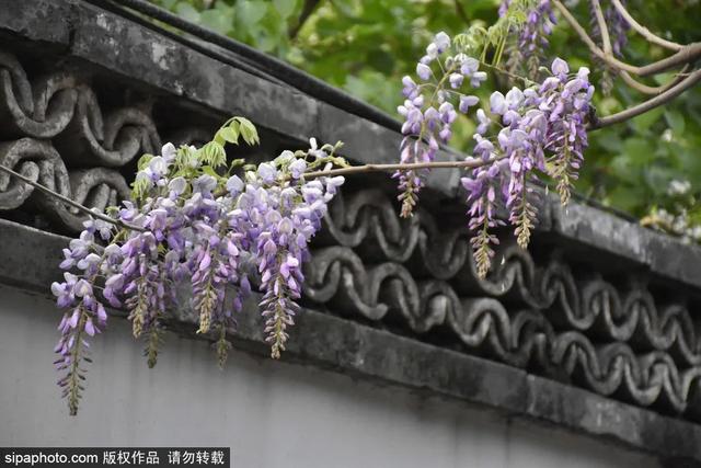 色花堂最新地址揭秘，探索奥秘之旅