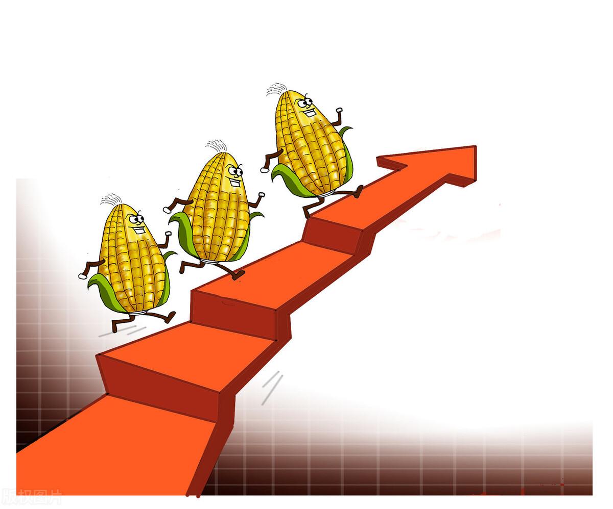 河南玉米价格最新行情解析