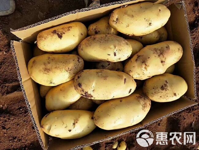 安丘土豆最新价格走势分析