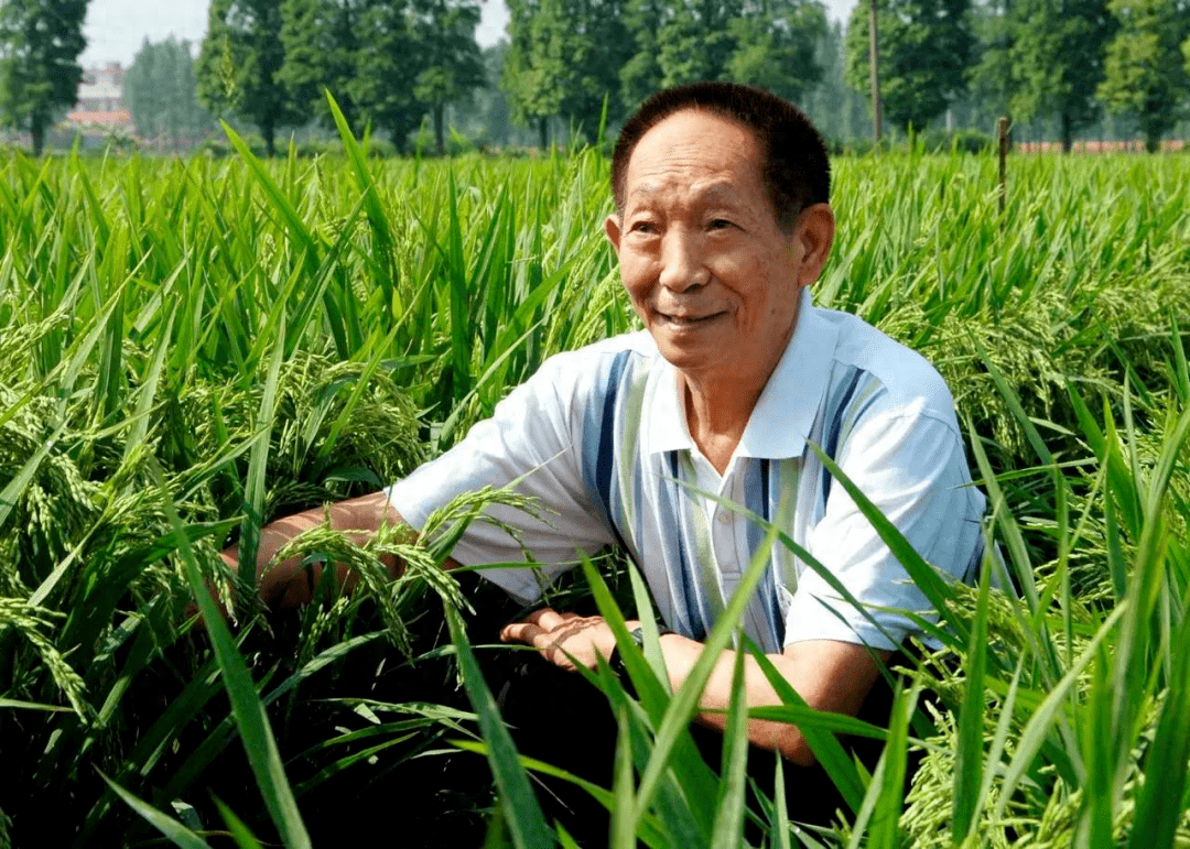 袁隆平，稻梦领航者，农业科技创新典范的新成就