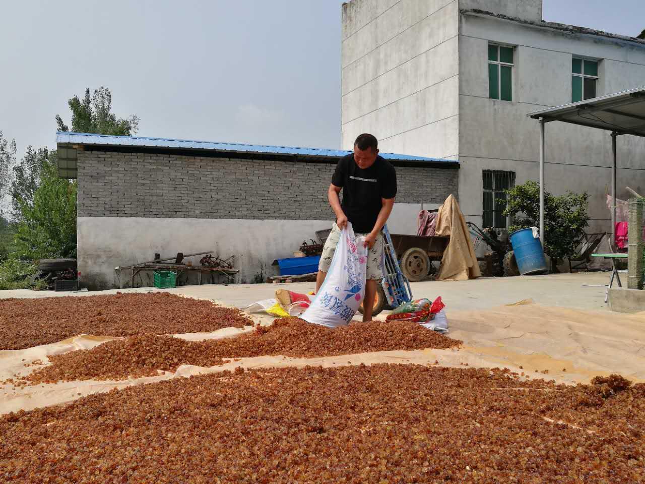 桃胶最新价格动态与市场分析报告