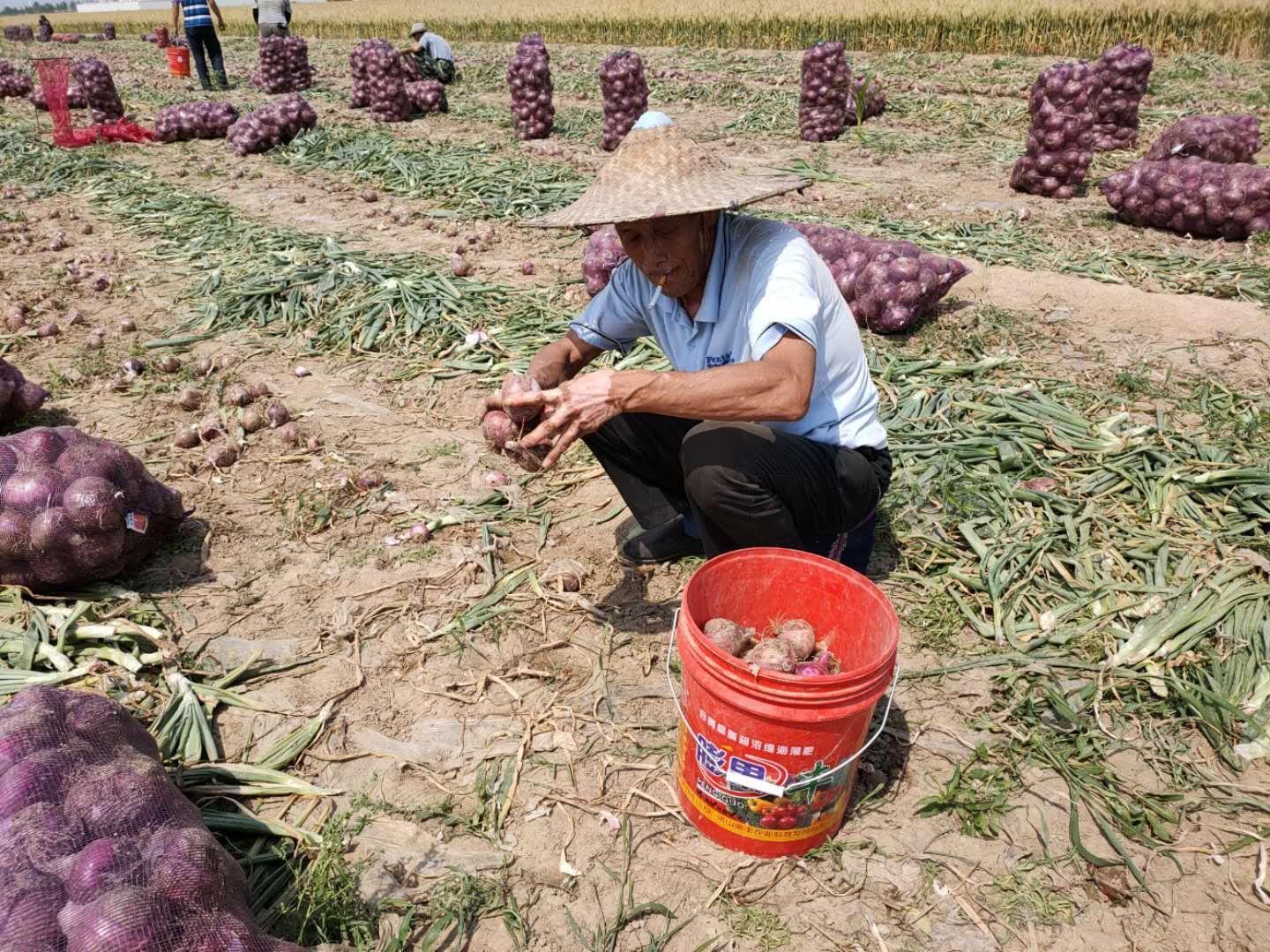 洋葱产地价格最新动态分析