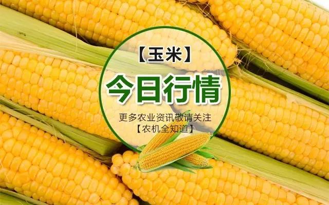 邯郸玉米最新价格，市场分析与发展趋势概述