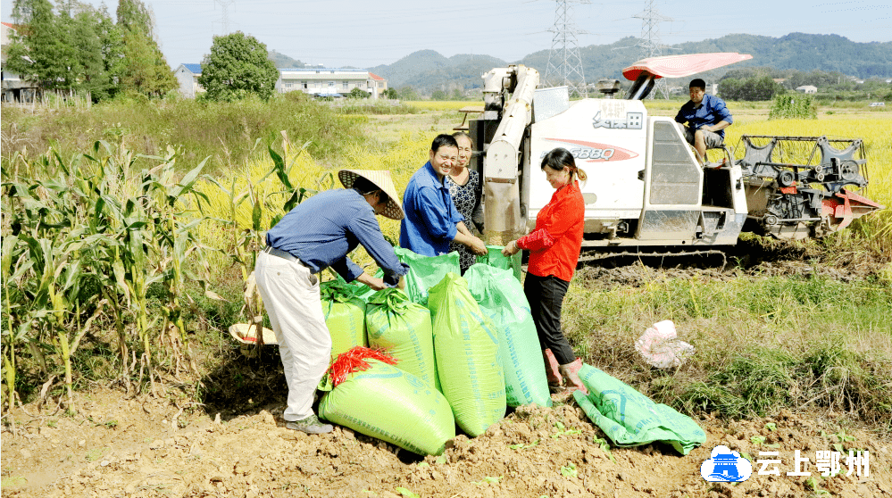 桂花村天气预报更新通知