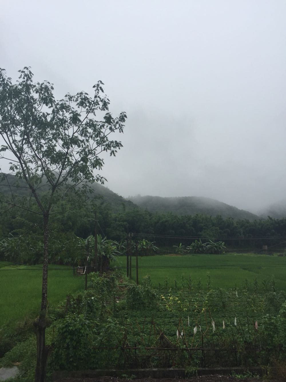 寺面镇天气预报更新通知