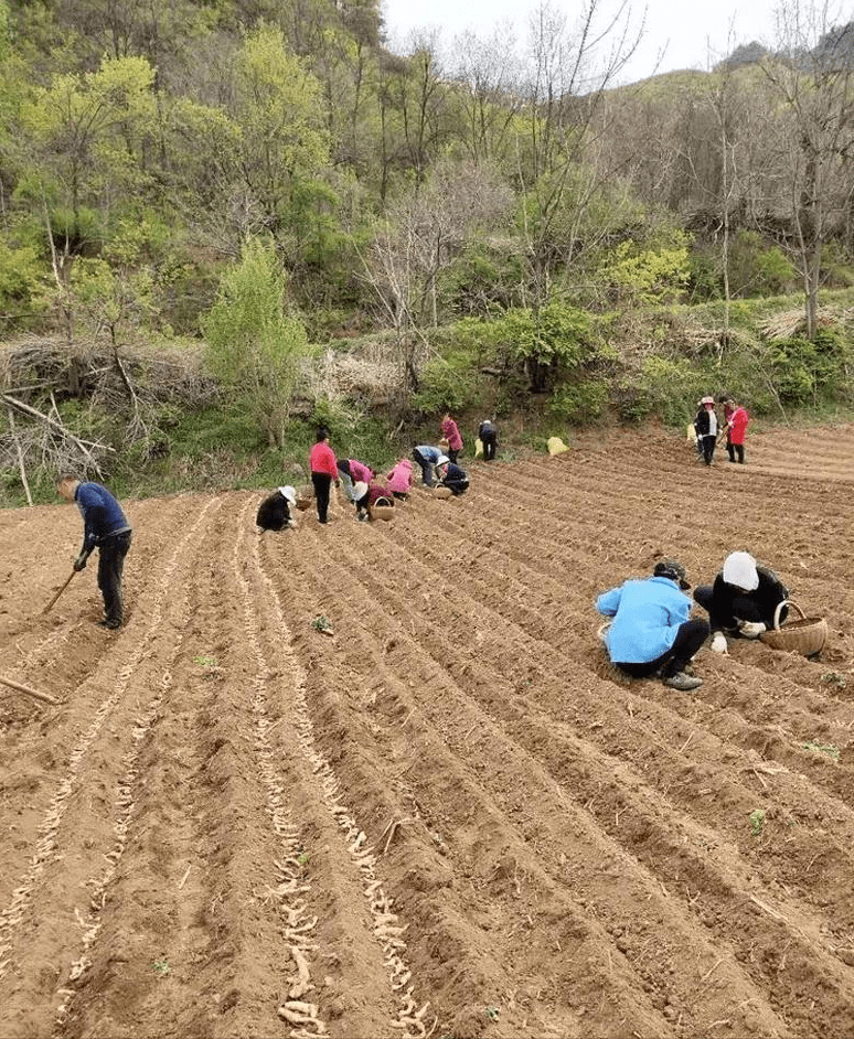 抚顺县农业农村局新项目推动农业现代化，乡村振兴再添动力