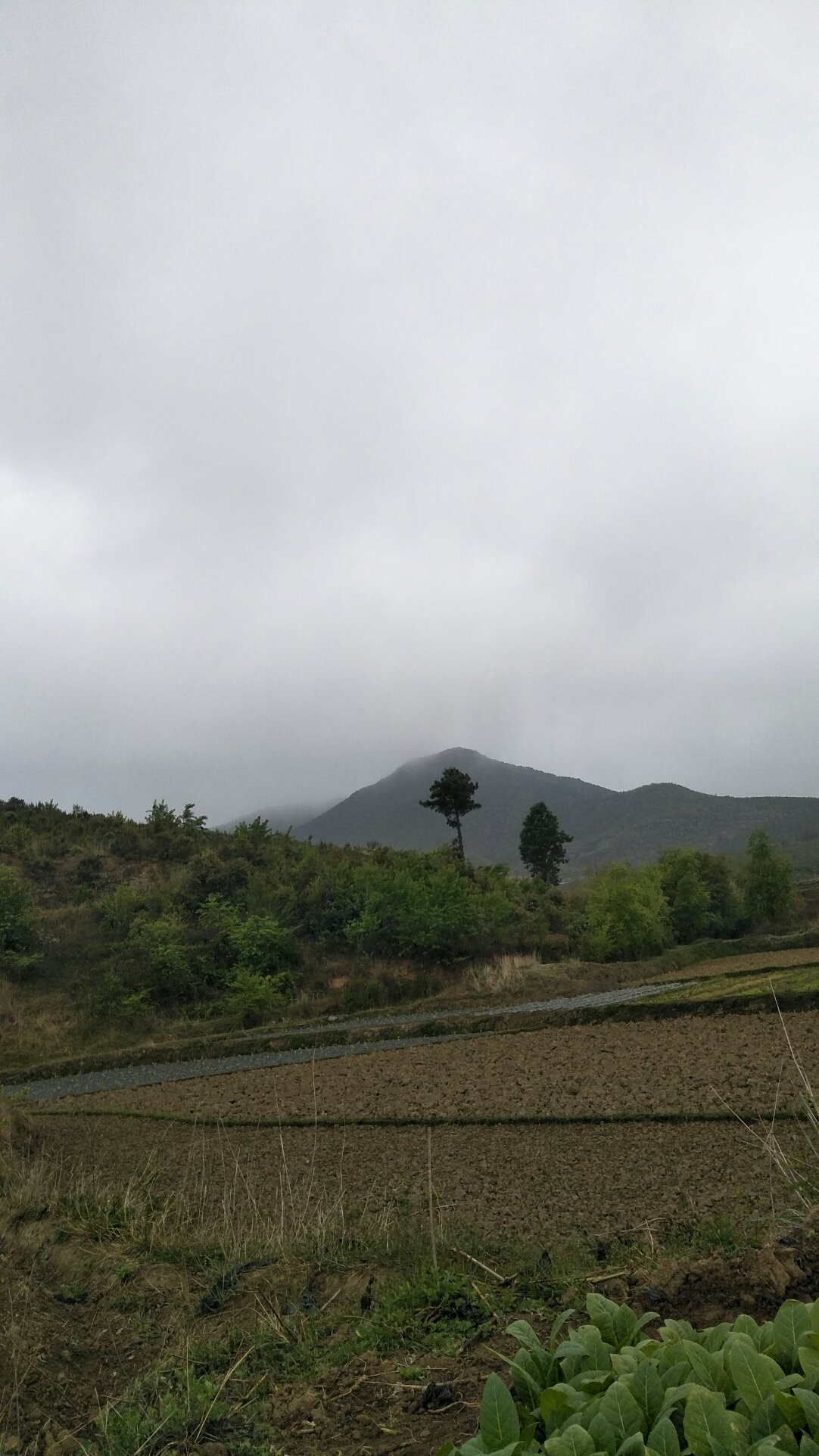 梨埠镇天气预报更新通知